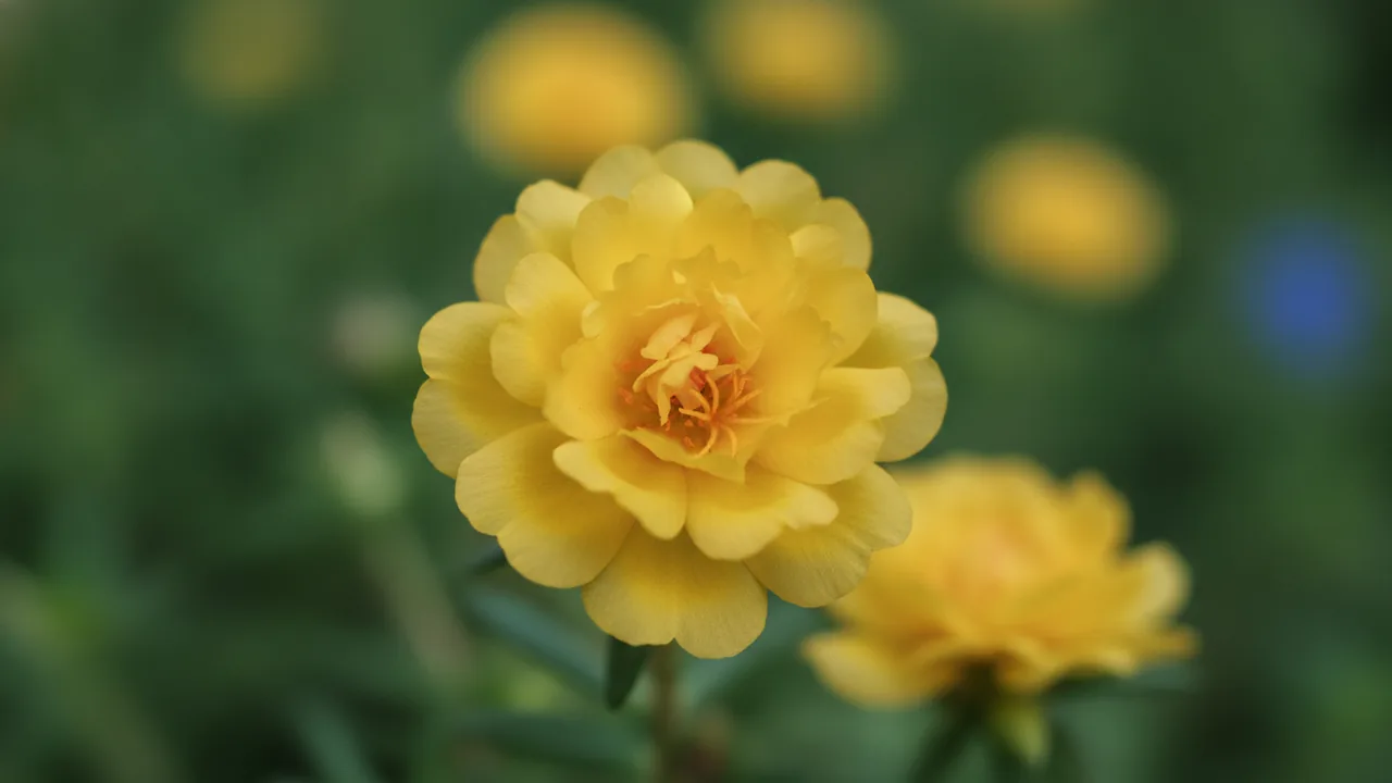 Yellow Portulaca (Portulaca grandiflora) - yellow flowers, illustrated plant card