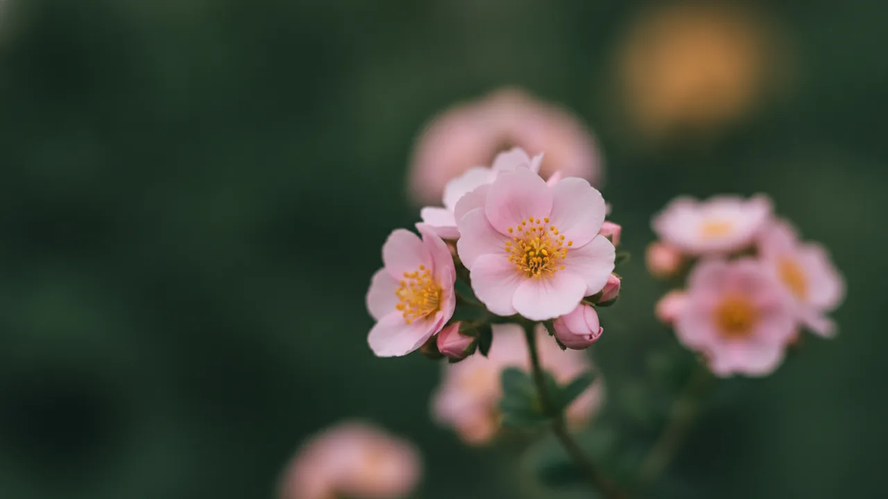 Pink Whisper (Potentilla fruticosa 'Pink Whisper') - pink flowers, illustrated plant card