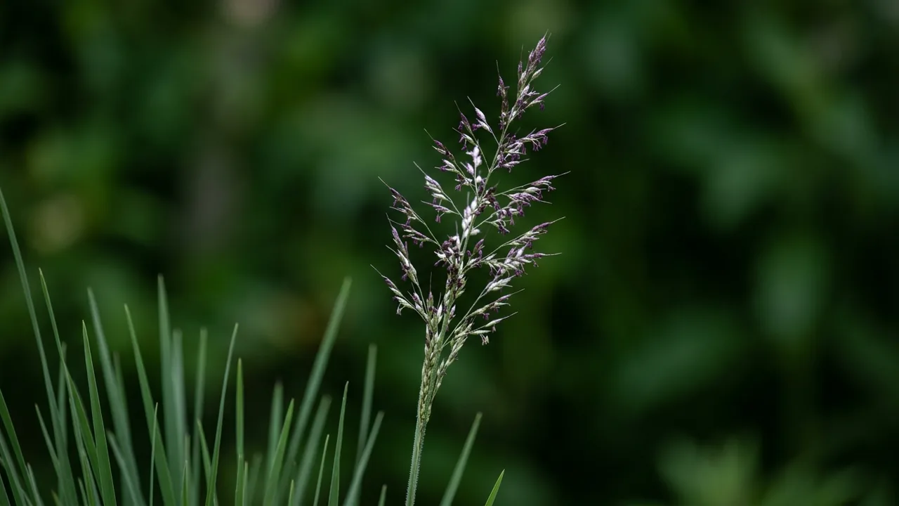 Purple Moor Grass (Molinia caerulea) - purple flowers, illustrated plant card