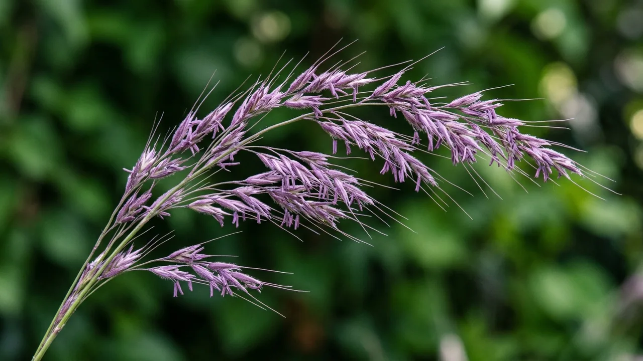 Purple Needlegrass (Nassella pulchra) - purple flowers, illustrated plant card