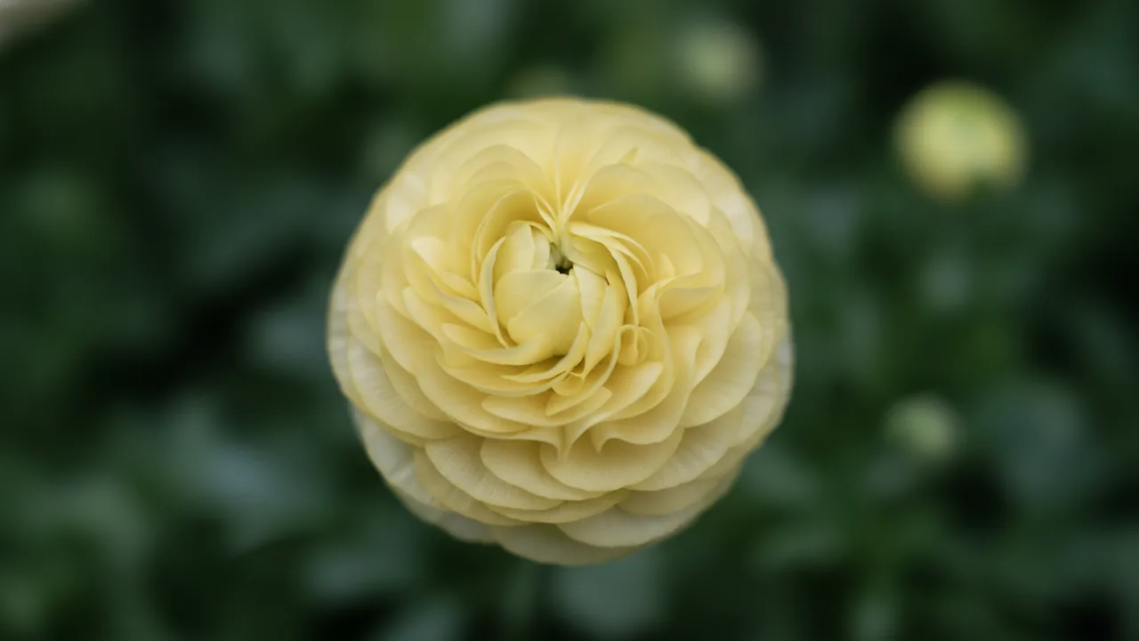 Cream Ranunculus (Ranunculus asiaticus) - white flowers, illustrated plant card