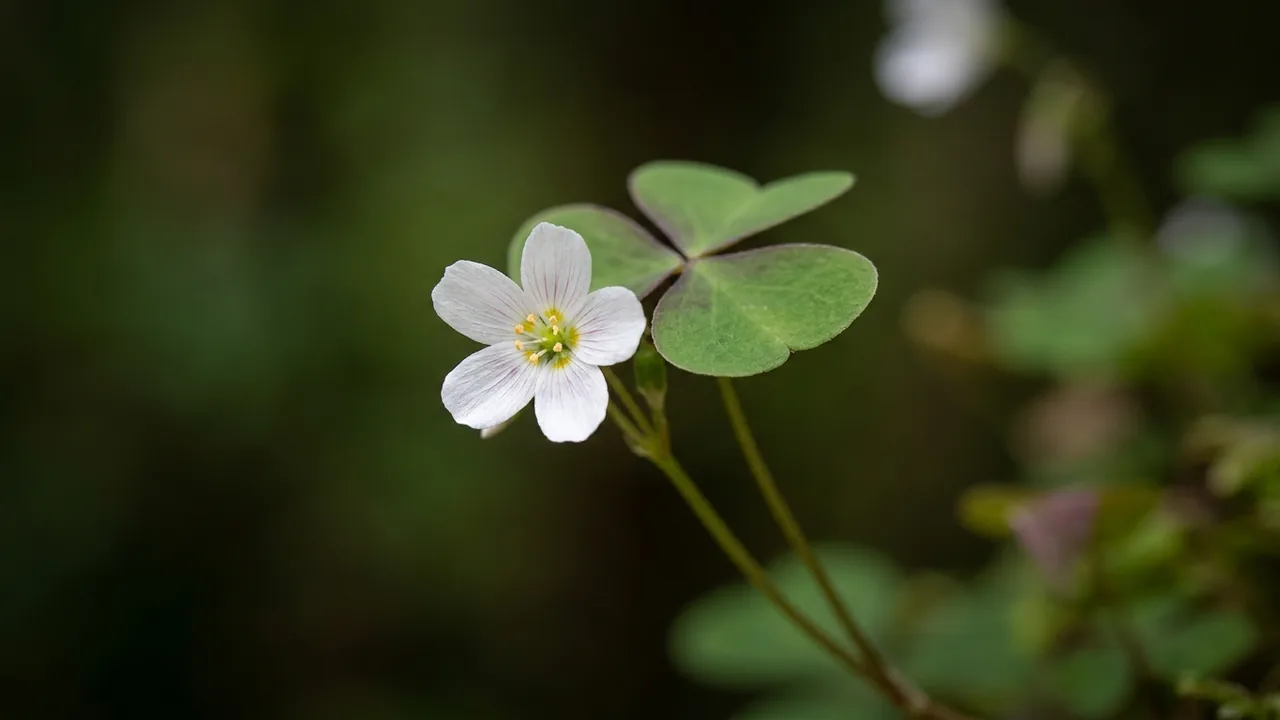 Redwood Sorrel (Oxalis oregana) - foliage plant, illustrated plant card
