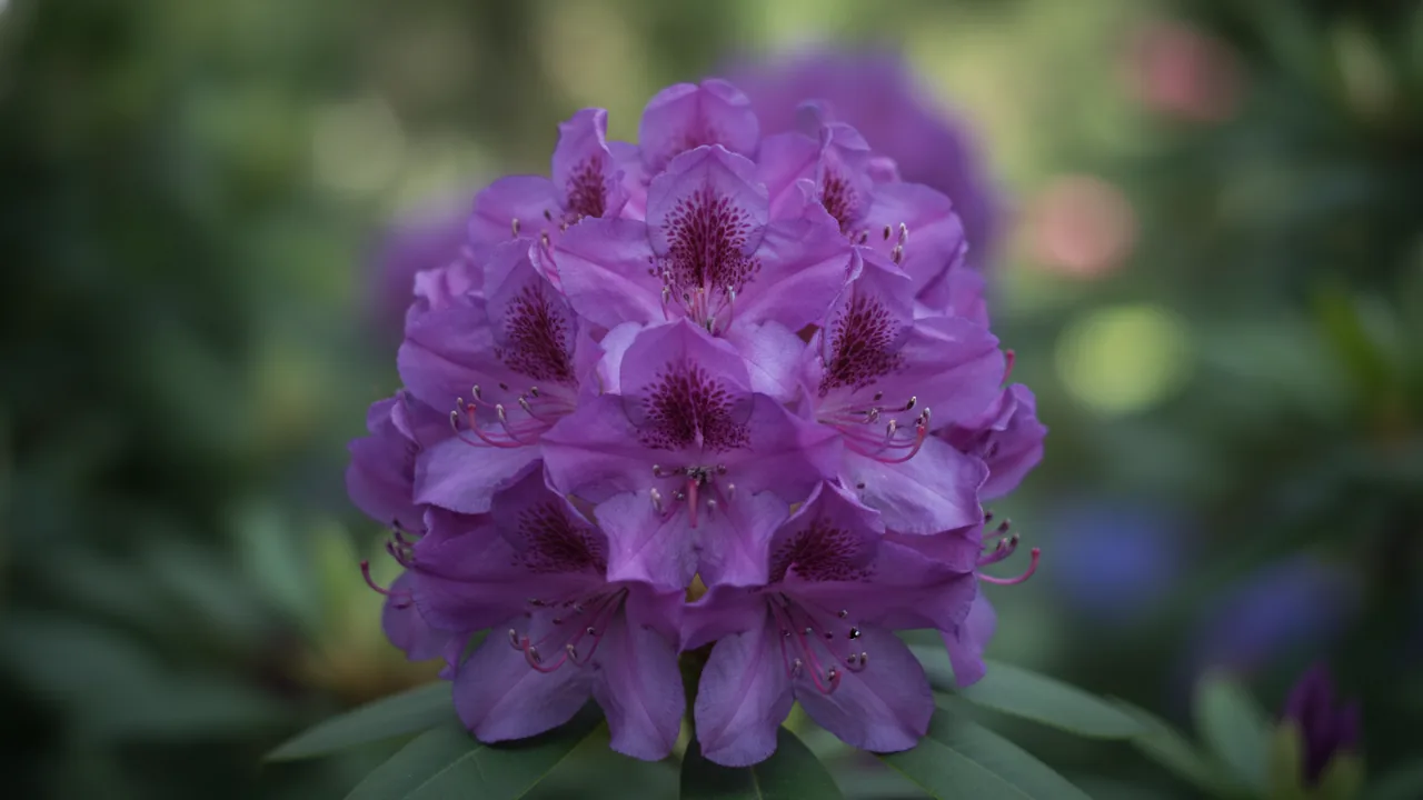 Purple Splendor (Rhododendron 'Purple Splendour') - purple flowers, illustrated plant card