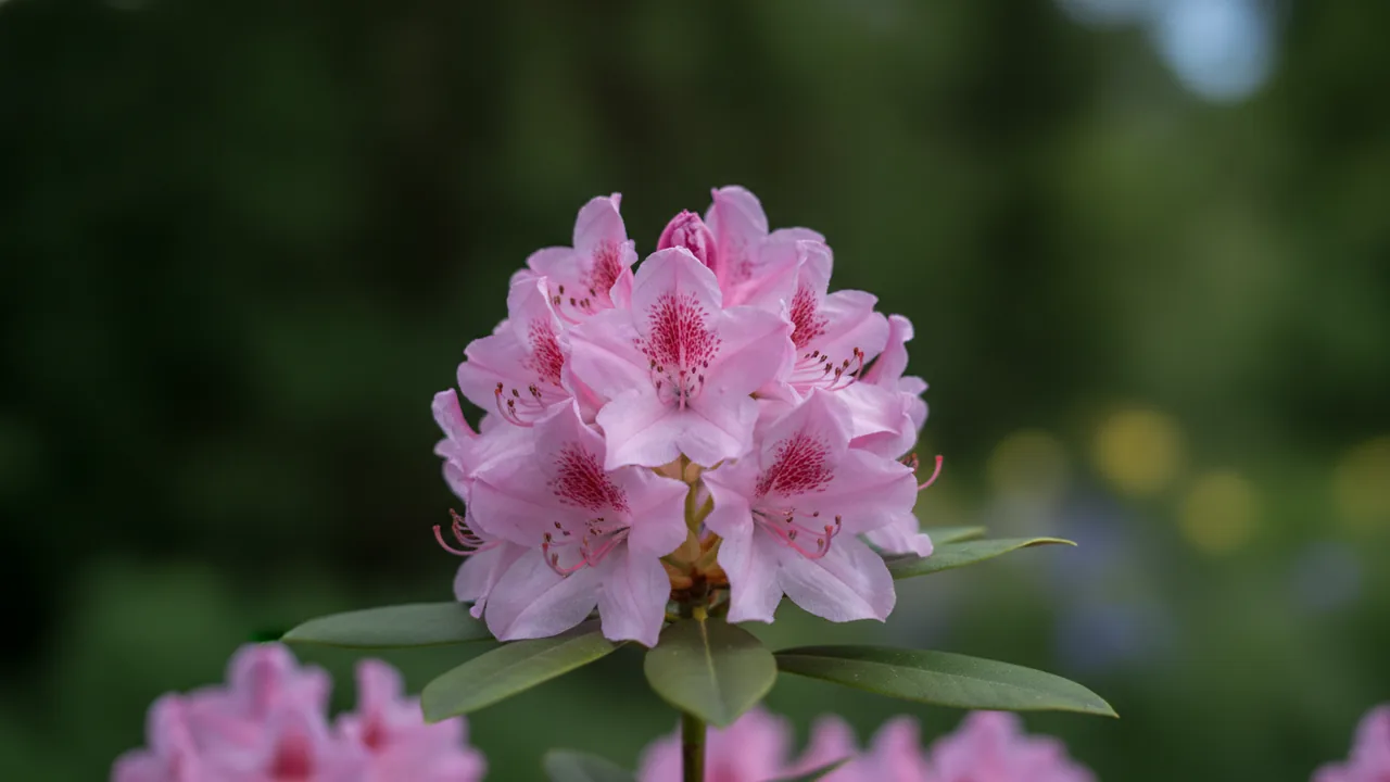 Yaku Princess (Rhododendron 'Yaku Princess') - pink flowers, illustrated plant card