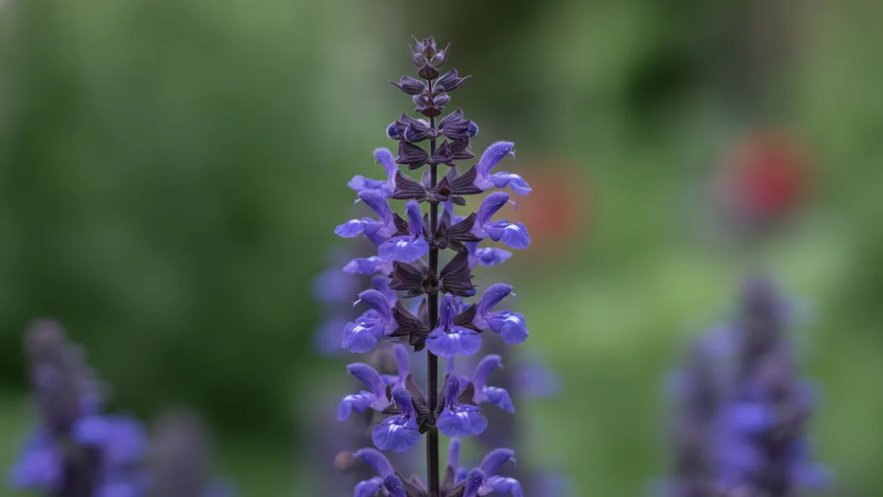 Caradonna (Salvia nemorosa 'Caradonna') - purple flowers, illustrated plant card