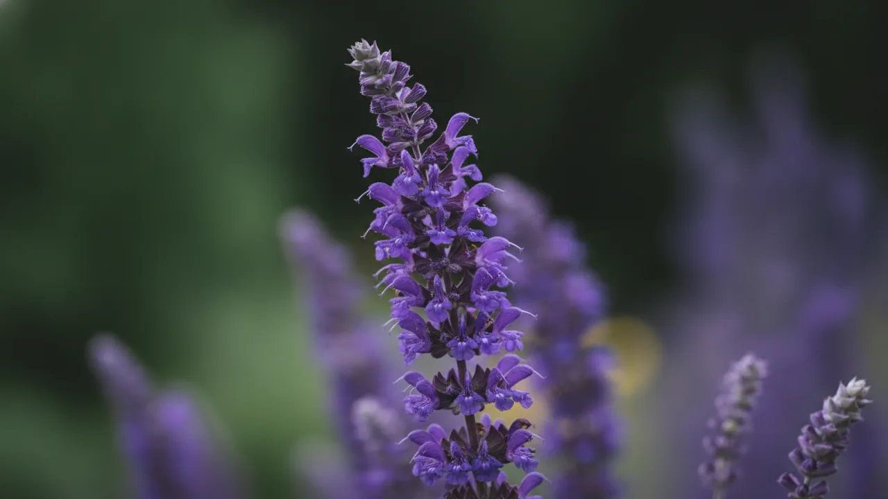 Violet Riot (Salvia nemorosa 'Violet Riot') - purple flowers, illustrated plant card