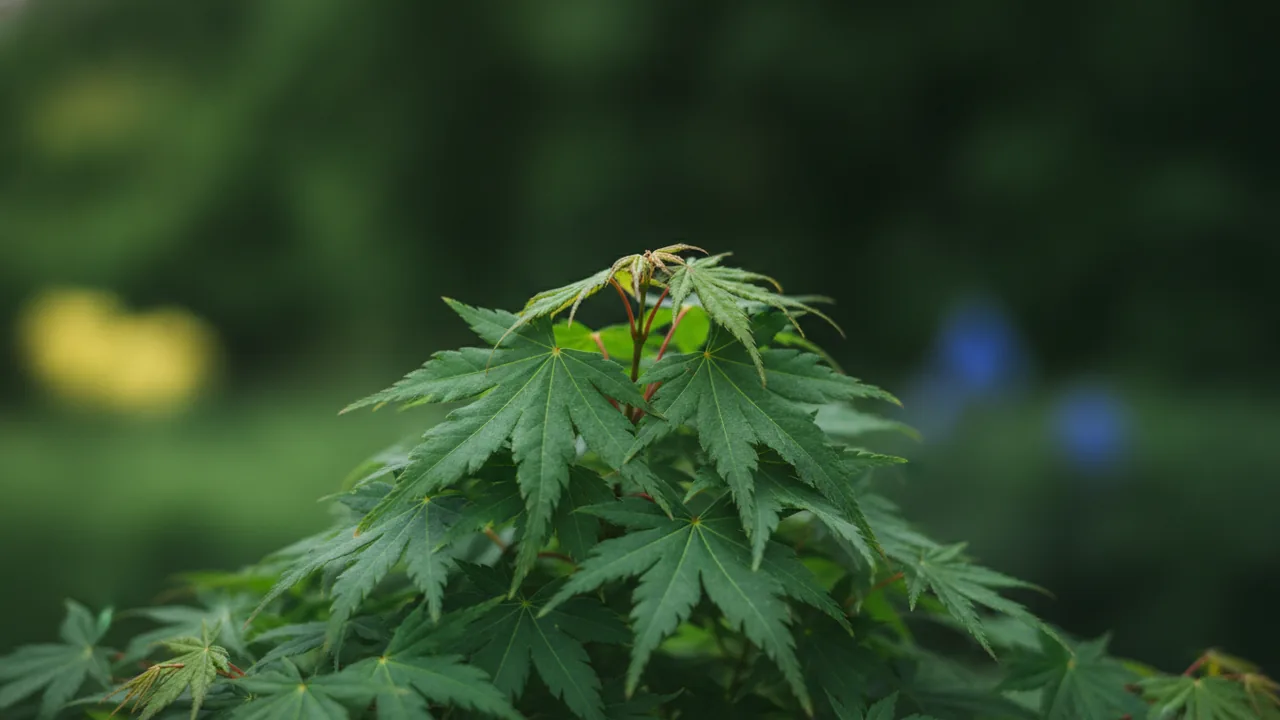 Coral Bark Maple (Acer palmatum 'Sango-kaku') - foliage plant, illustrated plant card