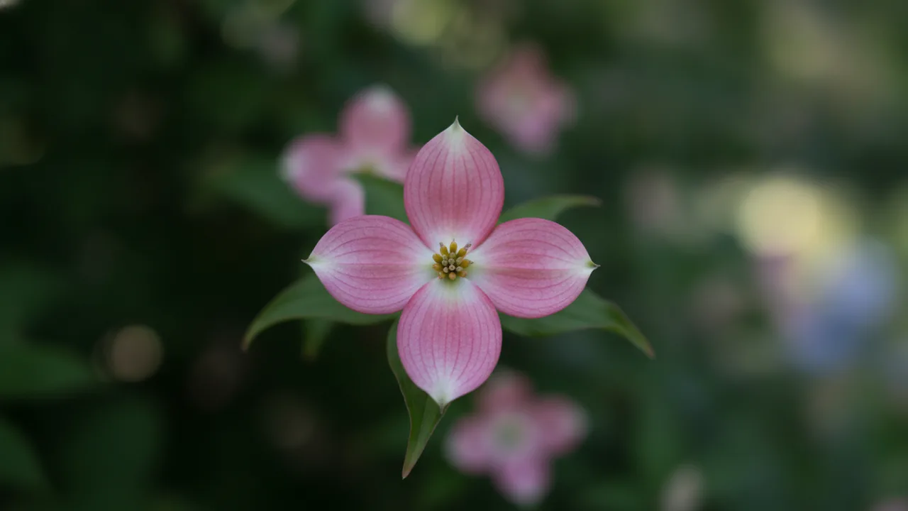 Satomi Kousa (Cornus kousa 'Satomi') - pink flowers, illustrated plant card