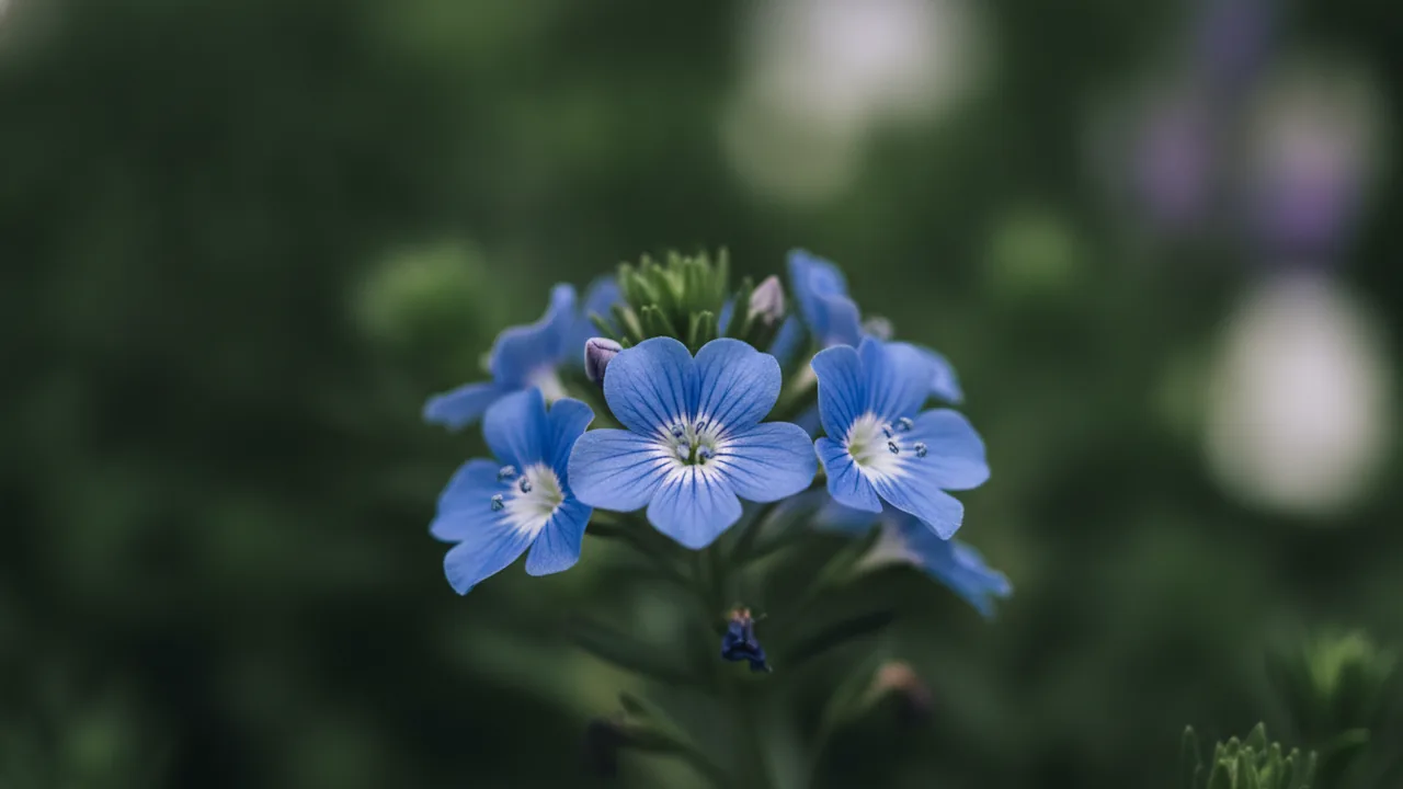 Fan Flower (Scaevola aemula) - purple flowers, illustrated plant card