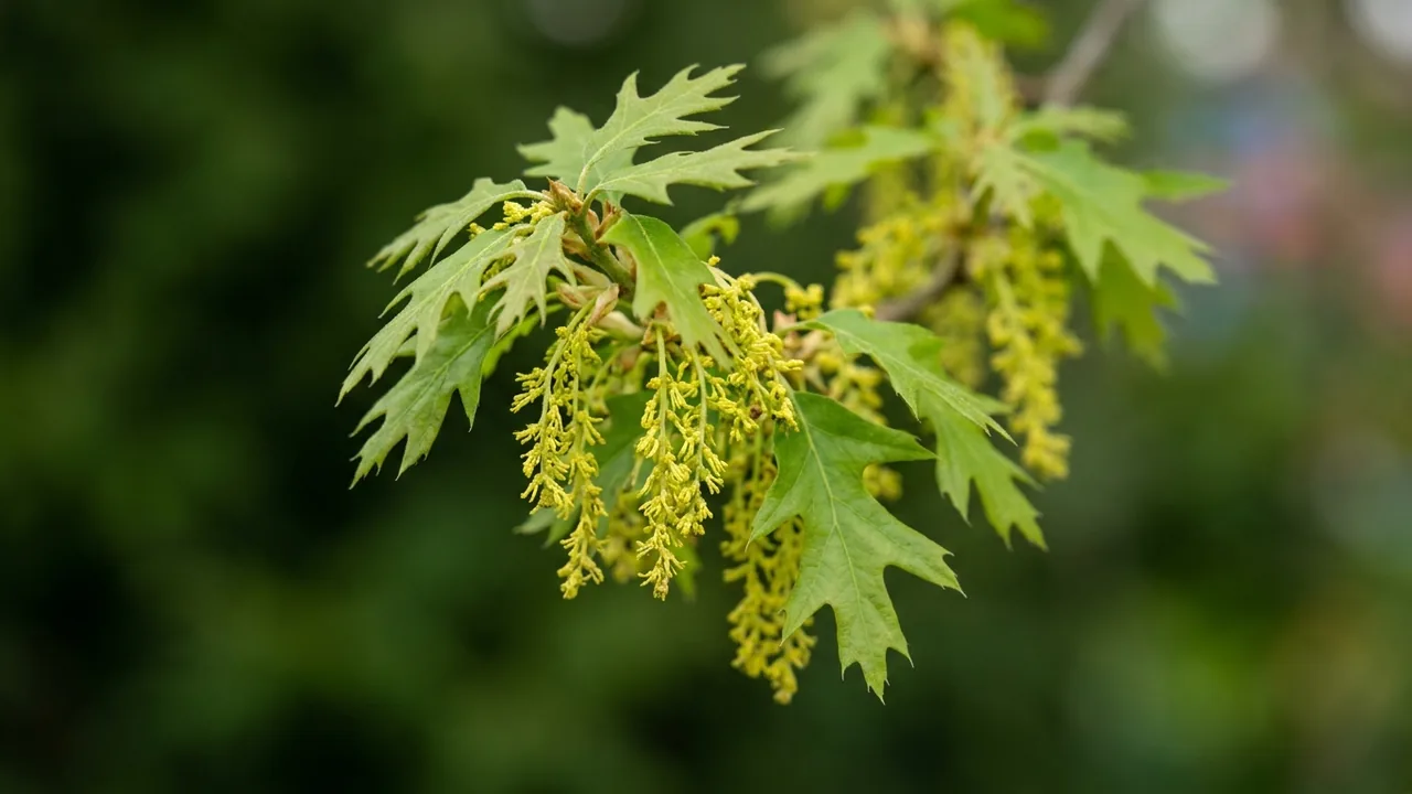Scarlet Oak (Quercus coccinea) - yellow flowers, illustrated plant card