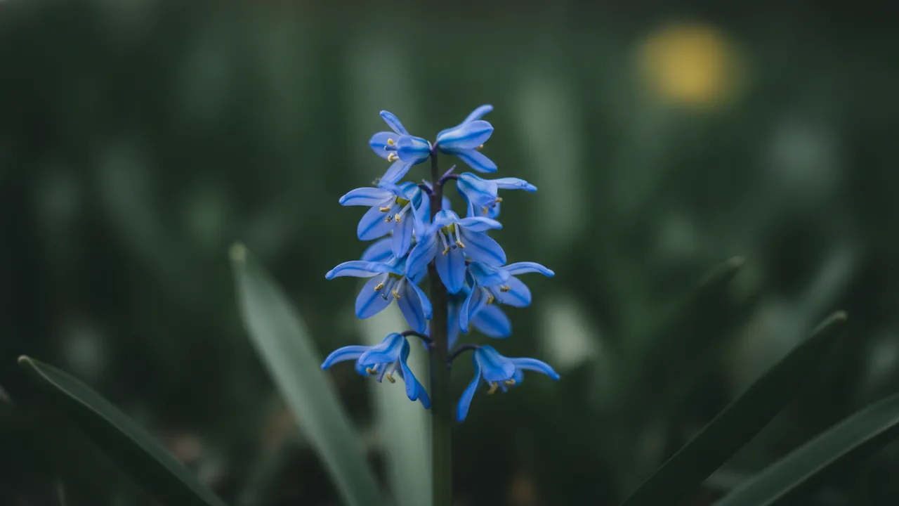 Alpine Squill (Scilla bifolia) - blue flowers, illustrated plant card