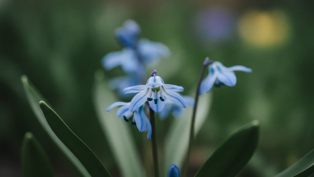 Spring Beauty (Scilla siberica 'Spring Beauty') - blue flowers, illustrated plant card