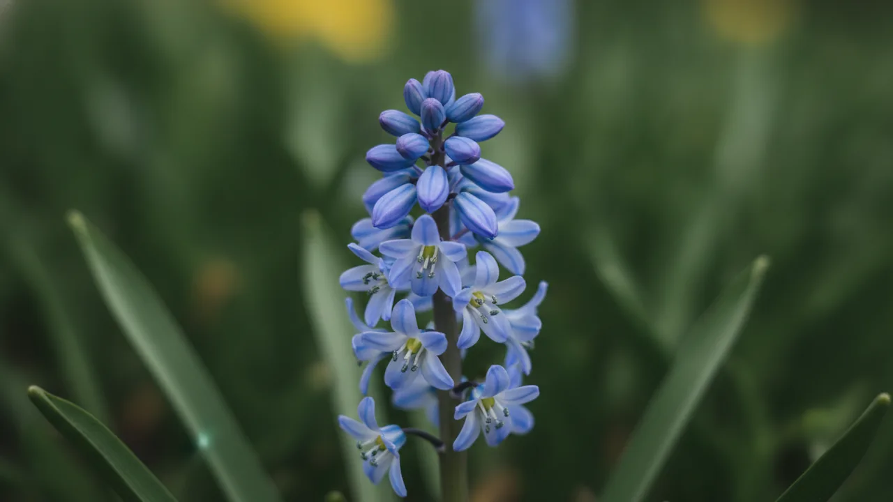 Siberian Squill