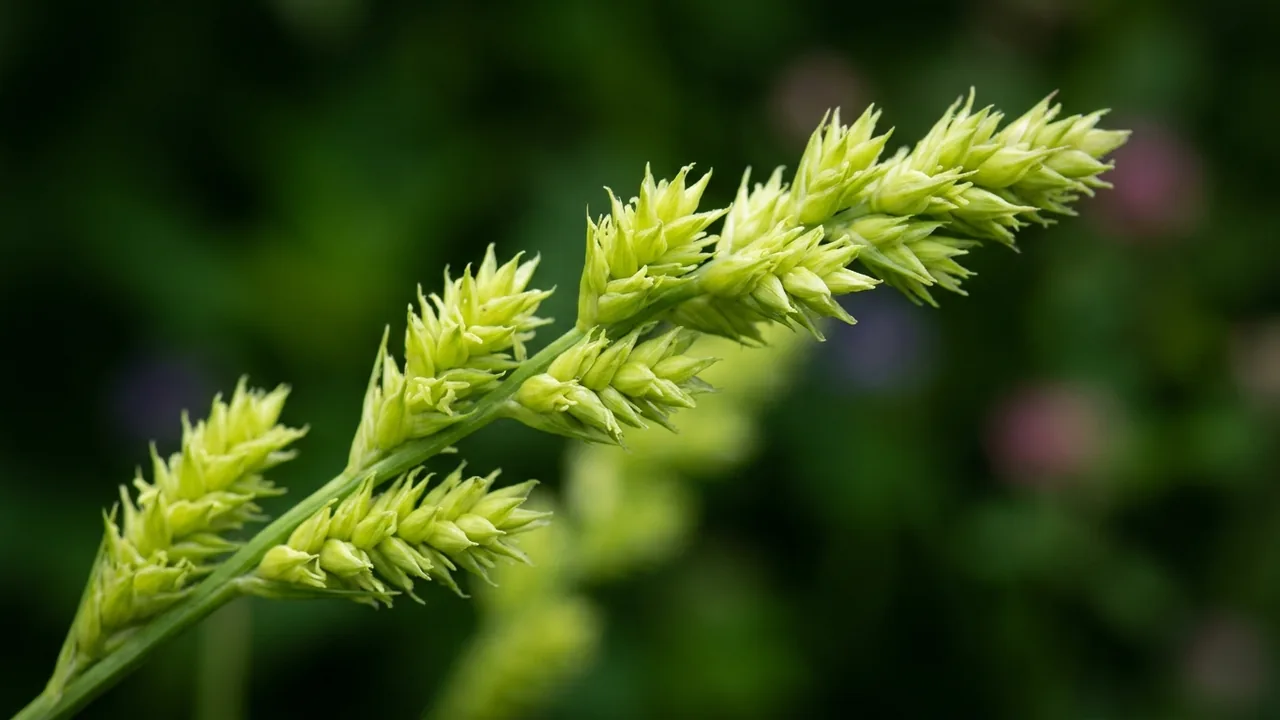 Brome-Like Sedge (Carex bromoides) - foliage plant, illustrated plant card