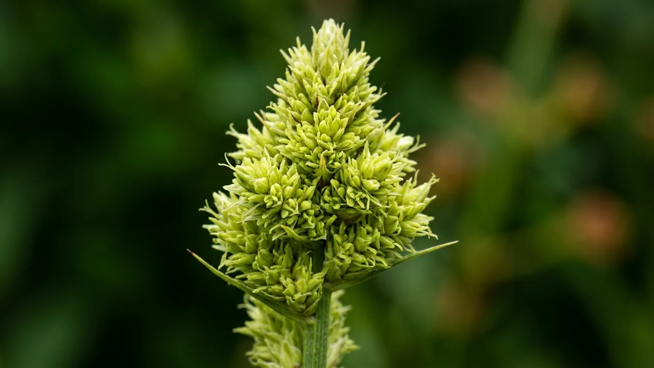 Fox Sedge (Carex vulpinoidea) - flowers, illustrated plant card