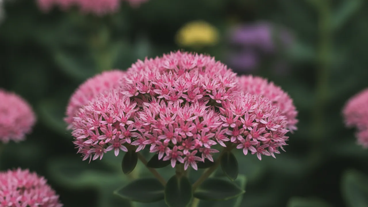 Frosty Morn (Hylotelephium 'Frosty Morn') - pink flowers, illustrated plant card