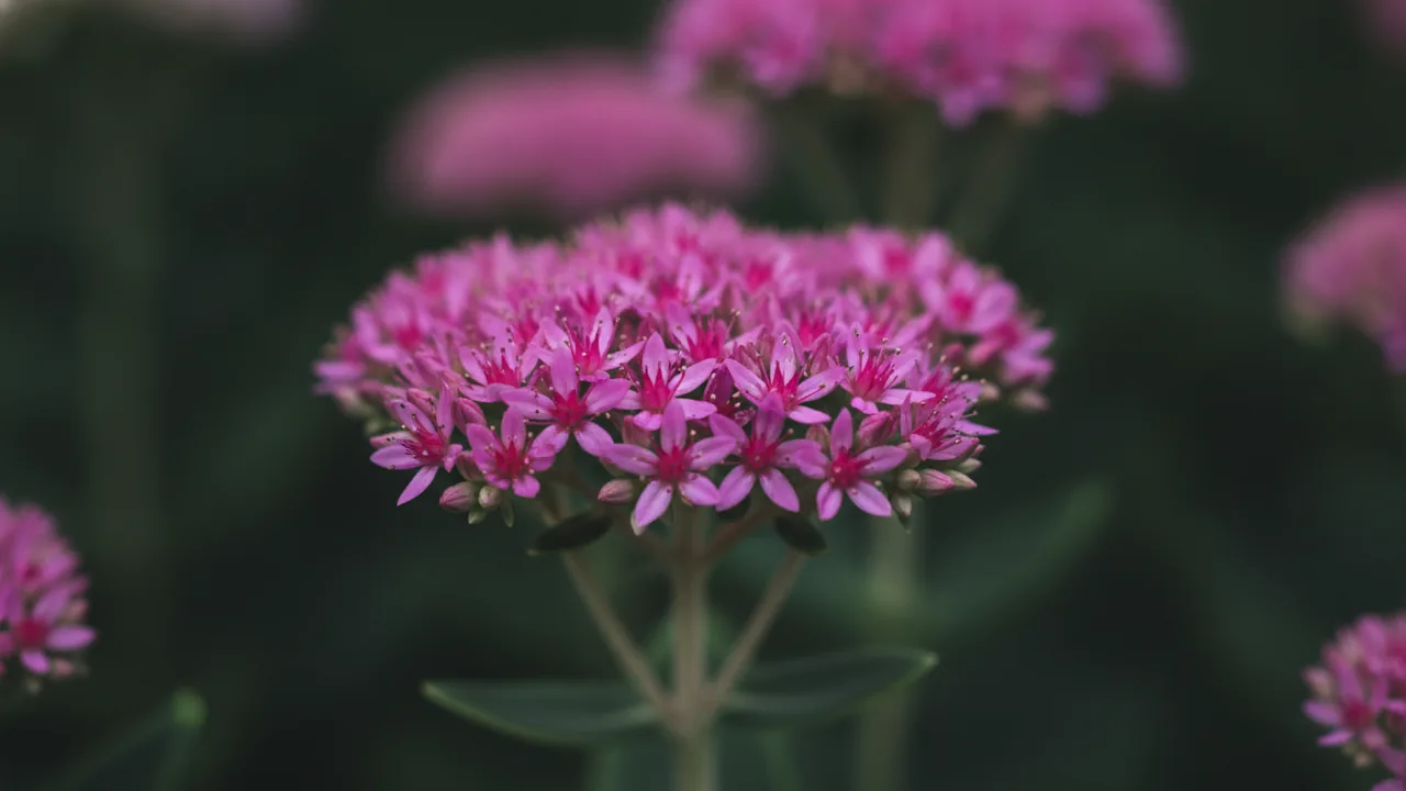 Mr. Goodbud (Hylotelephium 'Mr. Goodbud') - pink flowers, illustrated plant card
