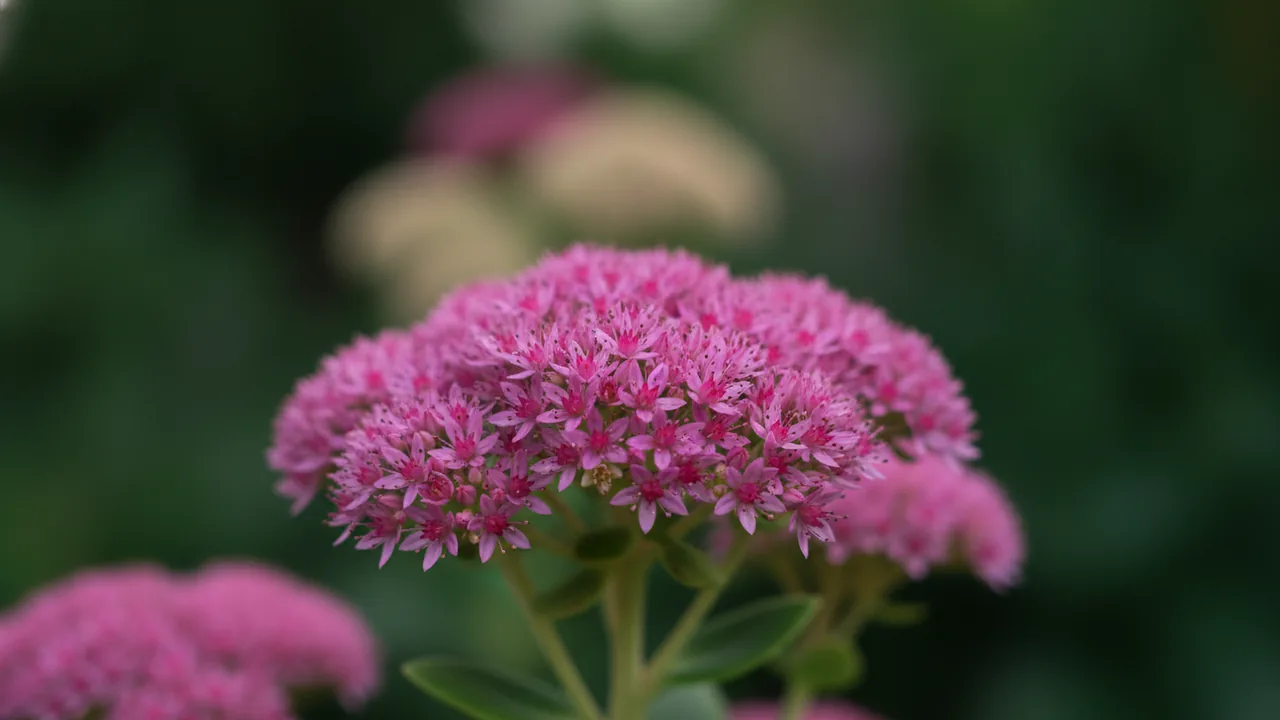 Neon Sedum (Hylotelephium spectabile 'Neon') - pink flowers, illustrated plant card