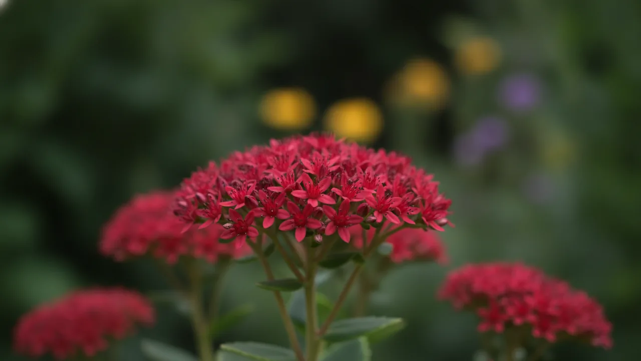 Thunderhead (Hylotelephium 'Thunderhead') - red flowers, illustrated plant card