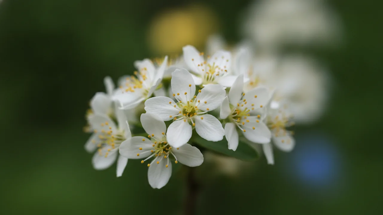 Ballerina Serviceberry (Amelanchier × grandiflora 'Ballerina') - white flowers, illustrated plant card