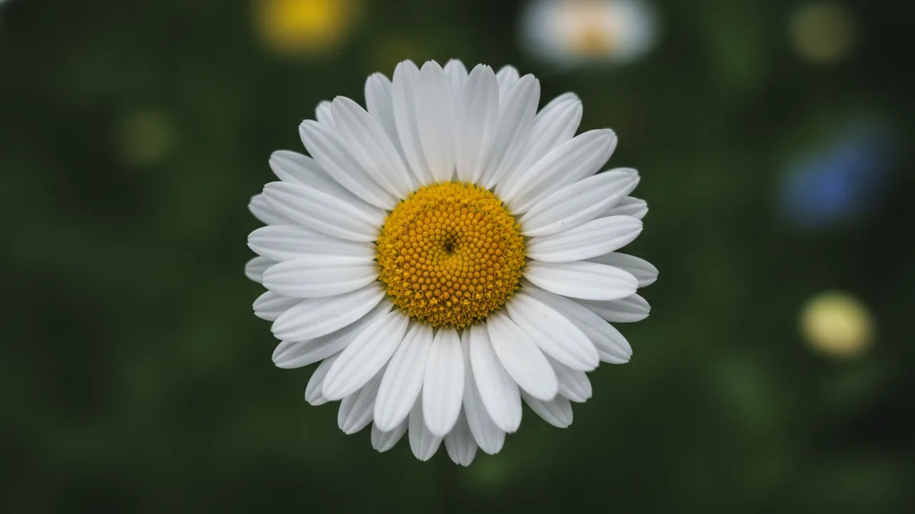 Shasta Daisy (Leucanthemum) - white flowers, illustrated plant card