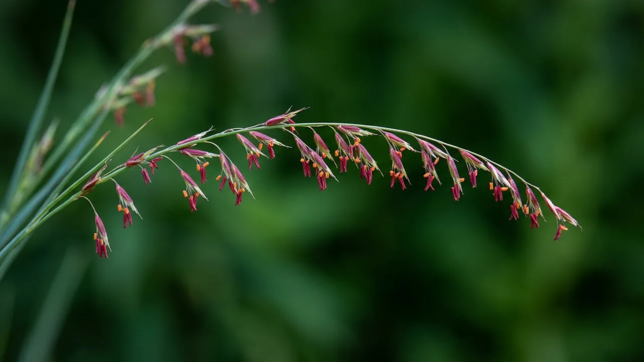 Sideoats Grama (Bouteloua curtipendula) - red flowers, illustrated plant card