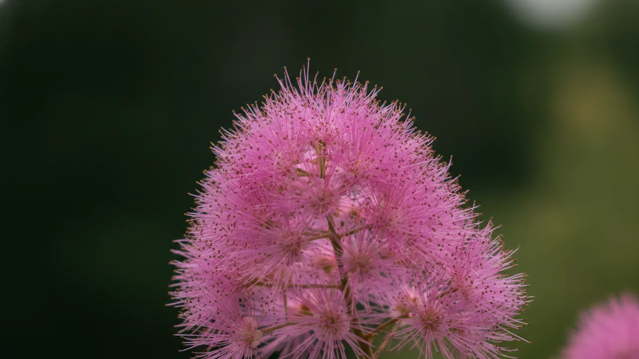 Grace (Cotinus 'Grace') - foliage plant, illustrated plant card