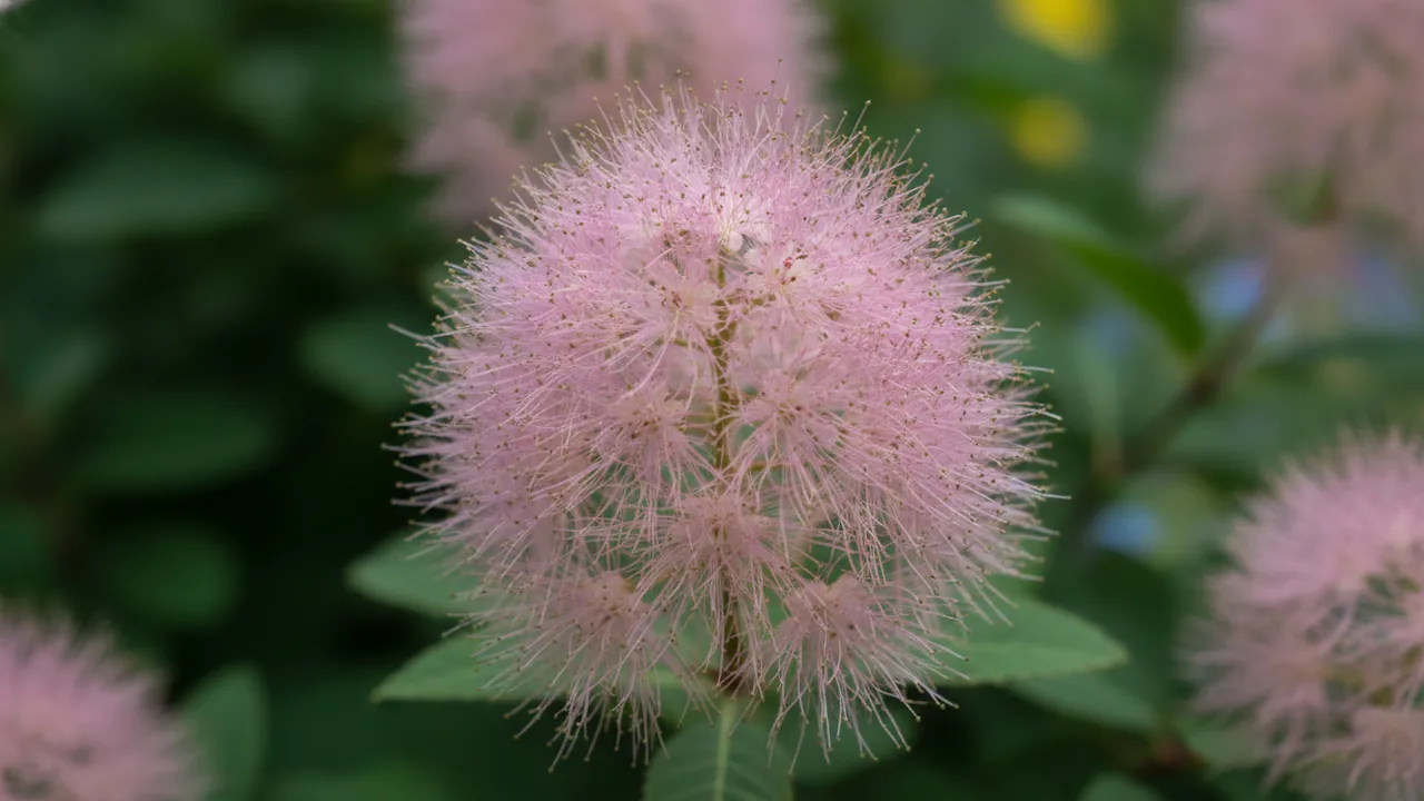 Young Lady (Cotinus coggygria 'Young Lady') - foliage plant, illustrated plant card