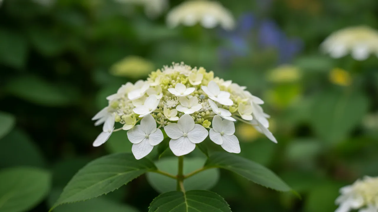 Smooth Hydrangea (Hydrangea arborescens) - white flowers, illustrated plant card