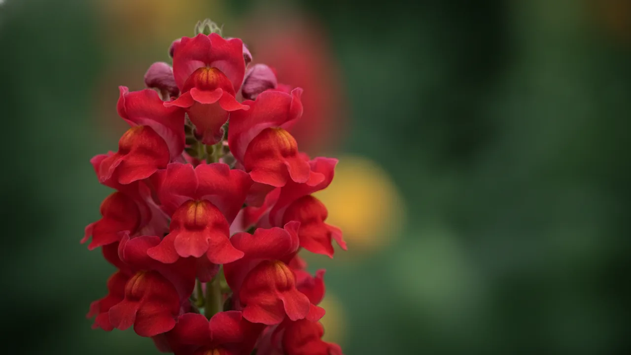 Burgundy Snapdragon (Antirrhinum 'Burgundy') - red flowers, illustrated plant card