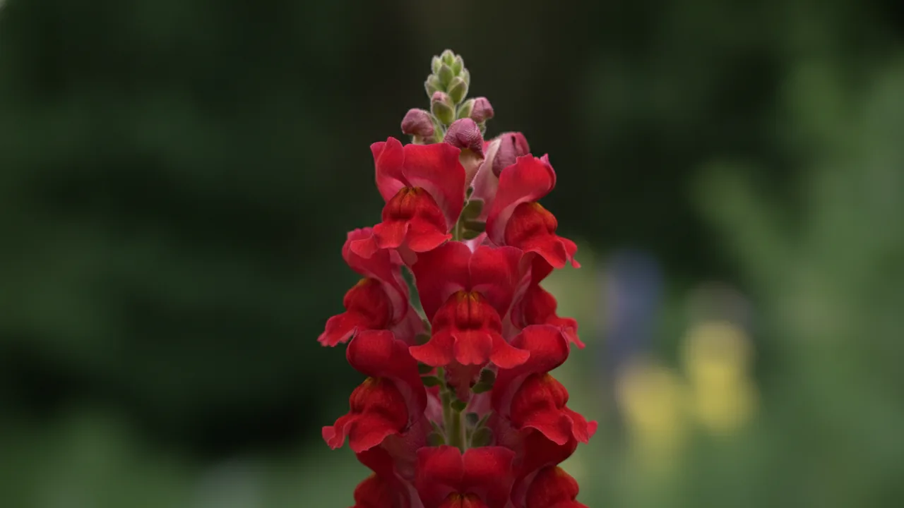 Red Snapdragon (Antirrhinum 'Red') - red flowers, illustrated plant card
