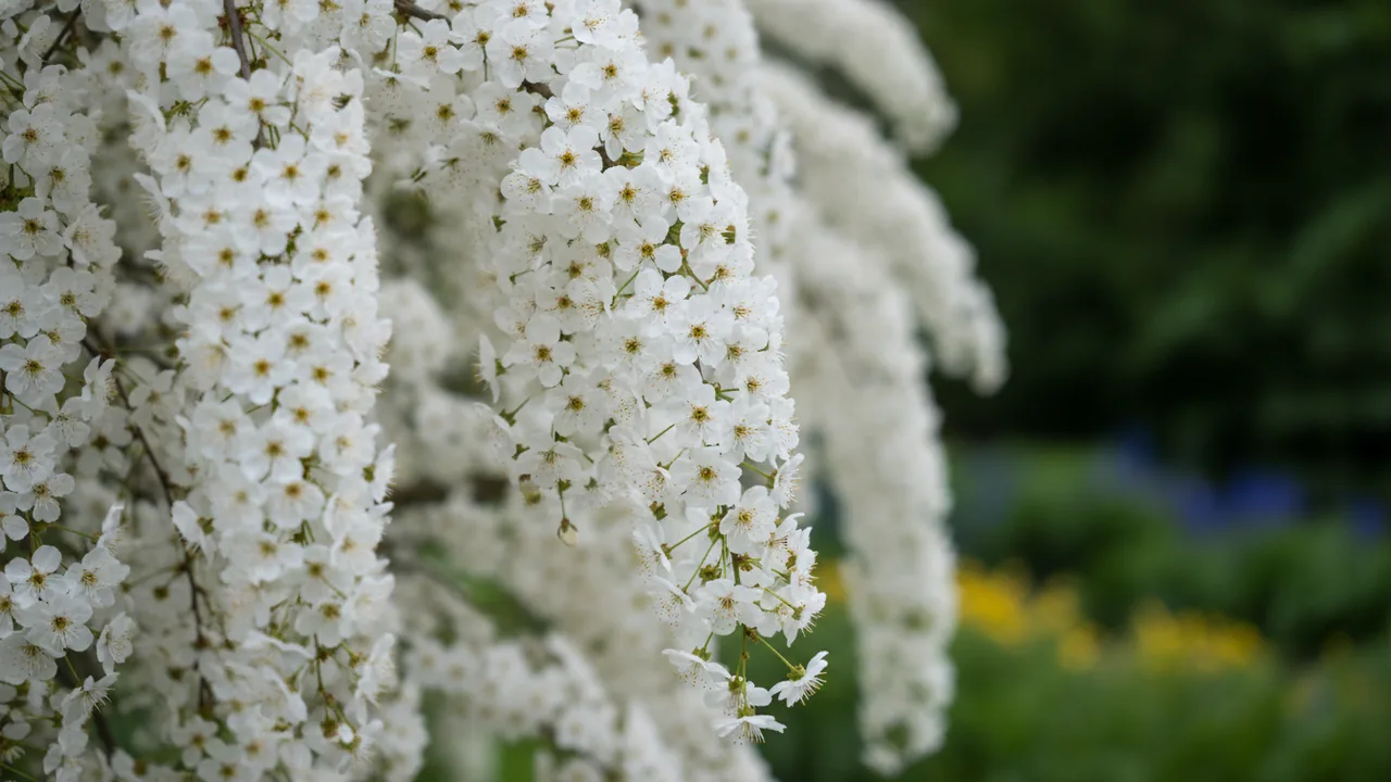 Snow Fountains (Prunus 'Snofozam') - white flowers, illustrated plant card