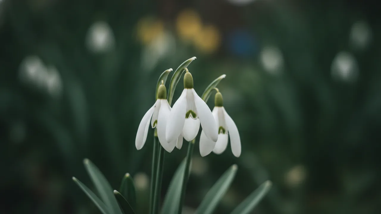 Giant Snowdrop (Galanthus elwesii) - white flowers, illustrated plant card