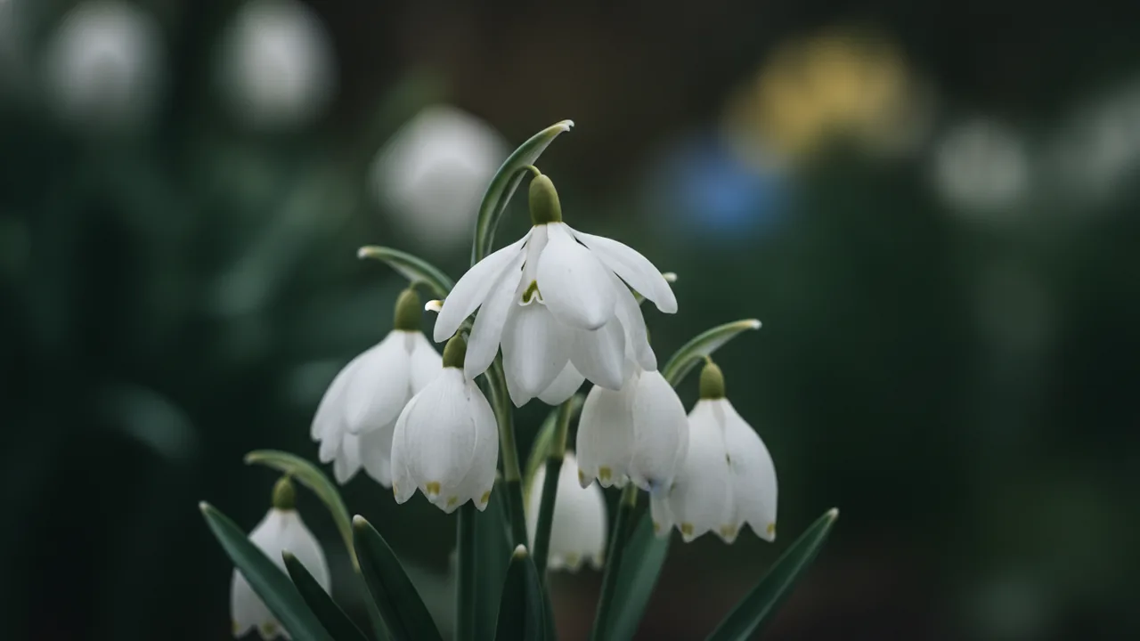 Flore Pleno (Galanthus nivalis 'Flore Pleno') - white flowers, illustrated plant card