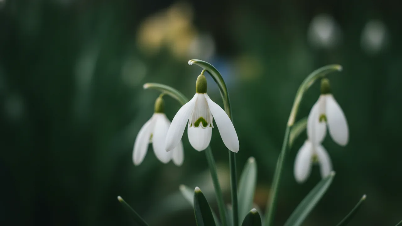Magnet (Galanthus 'Magnet') - white flowers, illustrated plant card