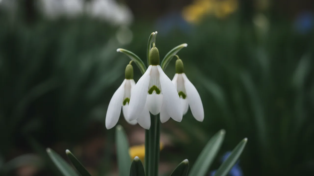 Snowdrop