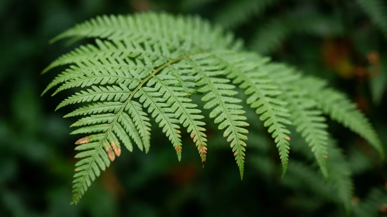 Southern Shield Fern (Thelypteris kunthii) - foliage plant, illustrated plant card