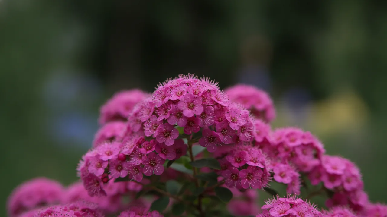 Anthony Waterer (Spiraea japonica 'Anthony Waterer') - pink flowers, illustrated plant card