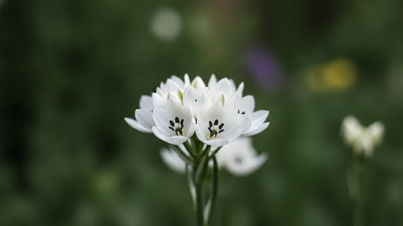 Arabicum (Ornithogalum arabicum) - white flowers, illustrated plant card
