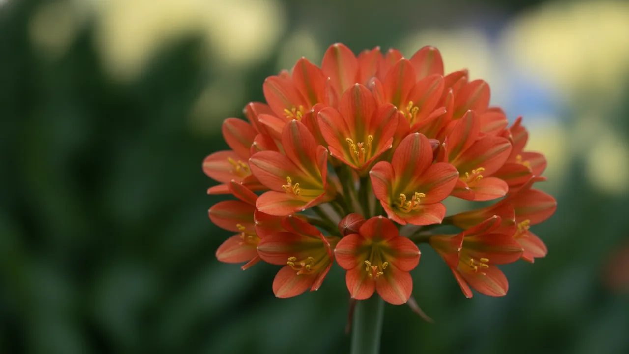 Orange Star (Ornithogalum dubium) - orange flowers, illustrated plant card