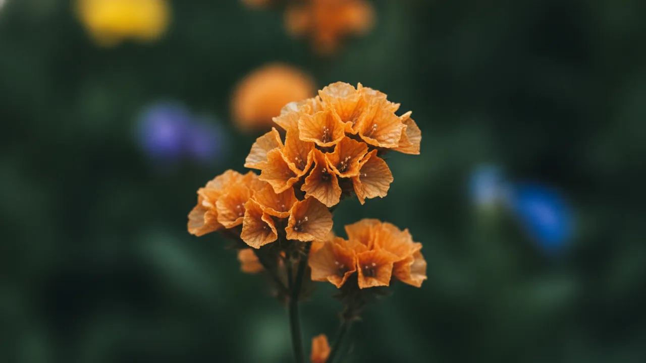 Apricot Statice (Limonium sinuatum) - orange flowers, illustrated plant card