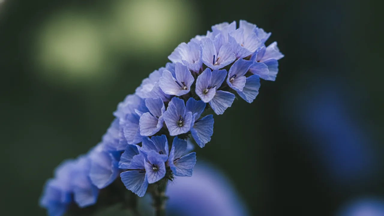 Statice (Limonium) - purple flowers, illustrated plant card