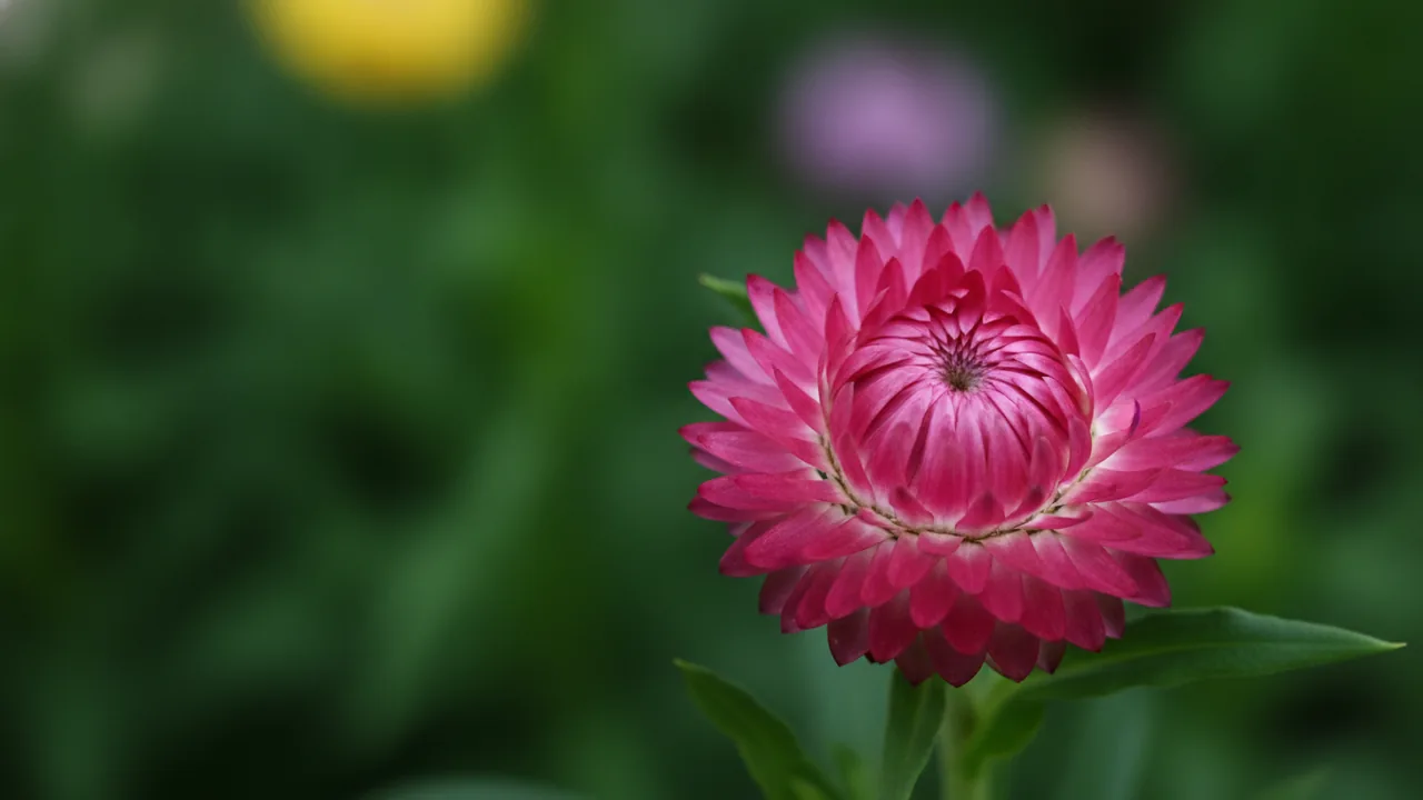 Pink Strawflower (Xerochrysum bracteatum) - pink flowers, illustrated plant card