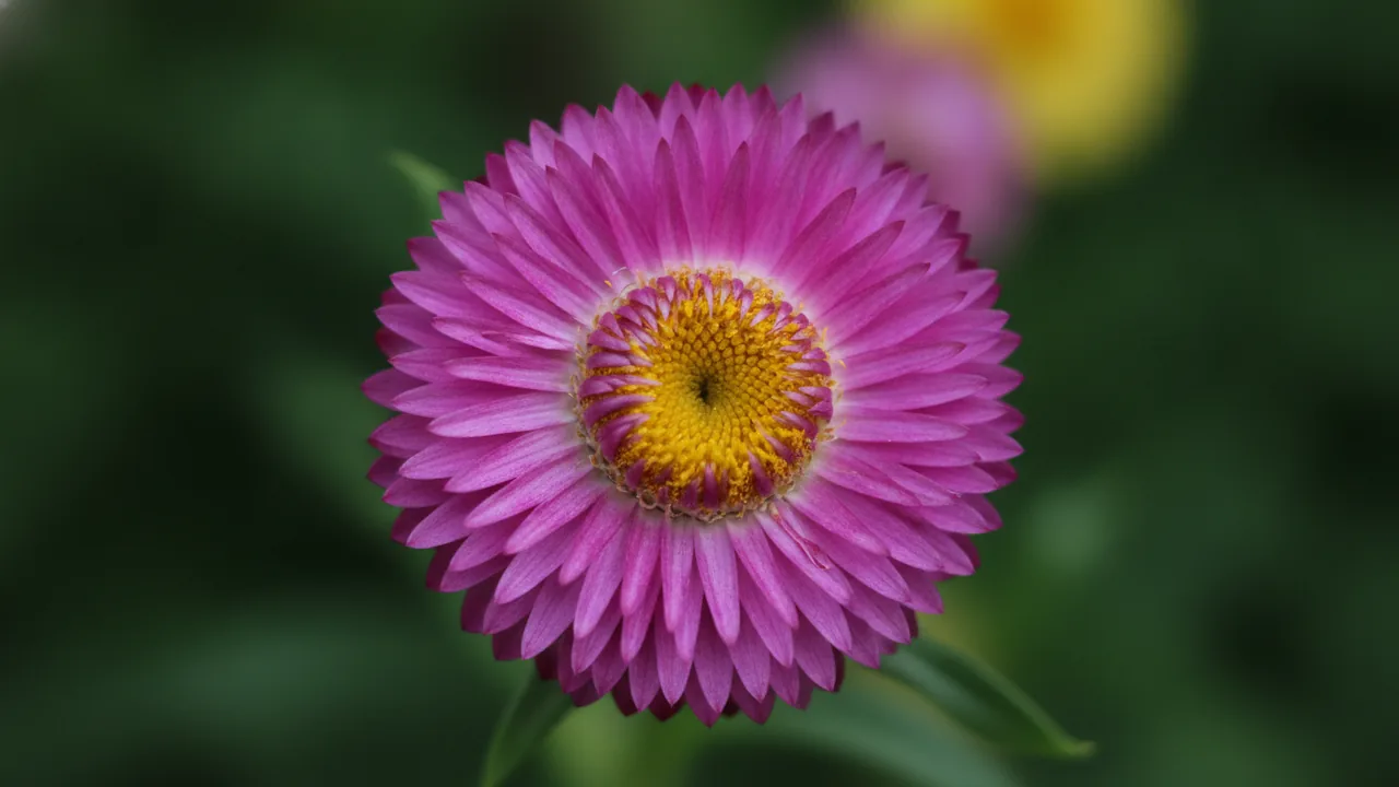 Purple Strawflower (Xerochrysum bracteatum) - purple flowers, illustrated plant card