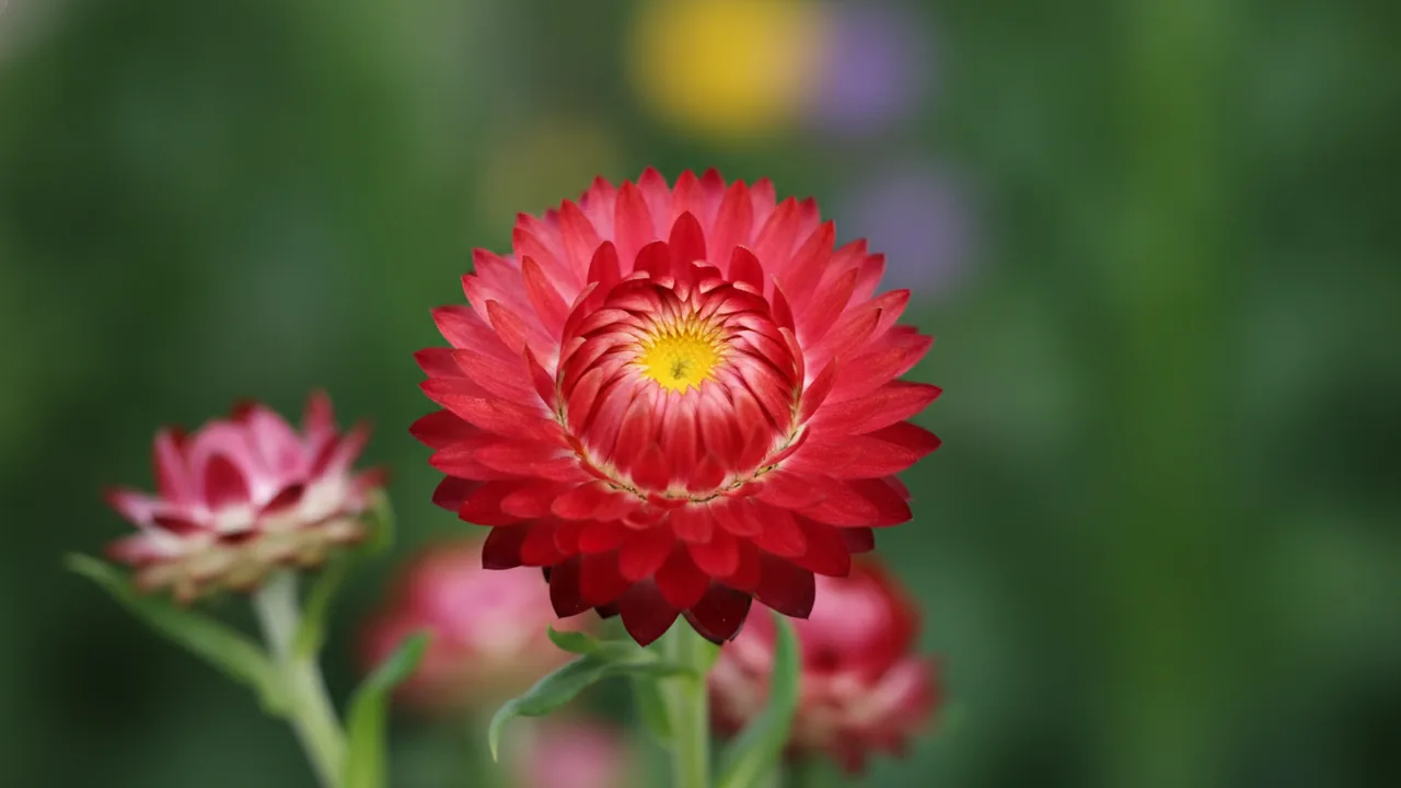 Red Strawflower (Xerochrysum bracteatum) - red flowers, illustrated plant card