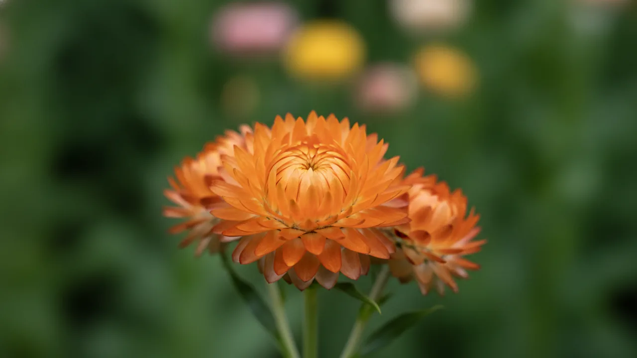Strawflower (Xerochrysum) - orange flowers, illustrated plant card