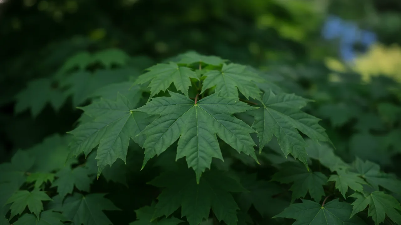 Sugar Maple (Acer saccharum) - foliage plant, illustrated plant card