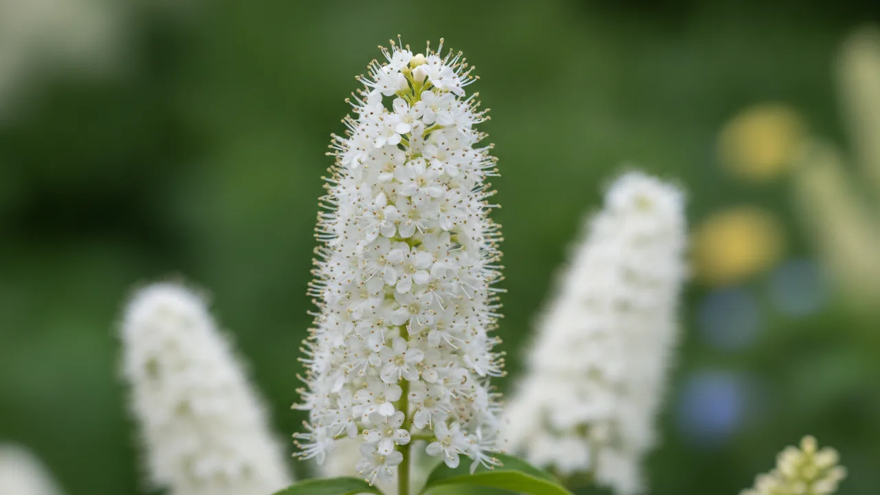 Summersweet (Clethra alnifolia) - white flowers, illustrated plant card
