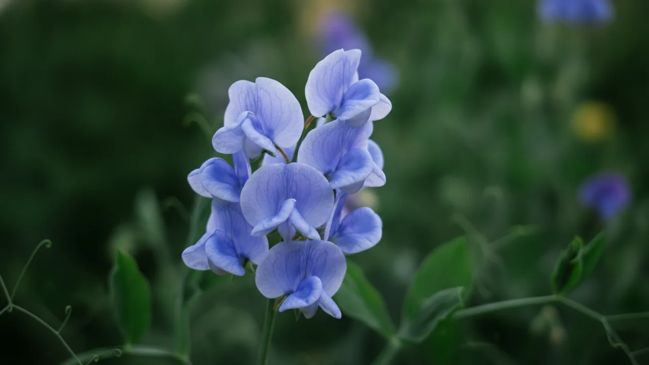 Royal Blue Sweet Pea (Lathyrus odoratus) - blue flowers, illustrated plant card