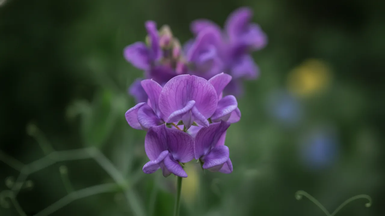 Cupani (Lathyrus odoratus 'Cupani') - purple flowers, illustrated plant card